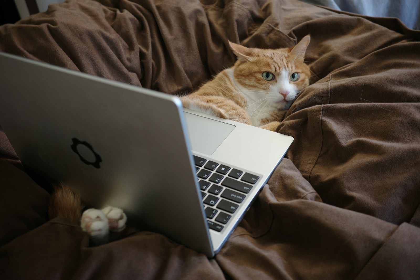 an orange and white cat laying on a bed next to a laptop